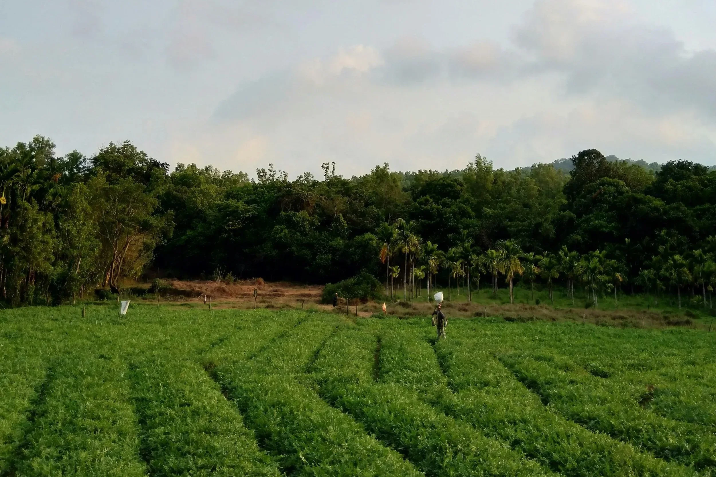 The Meaning of Quality in Alternative Medicine Products