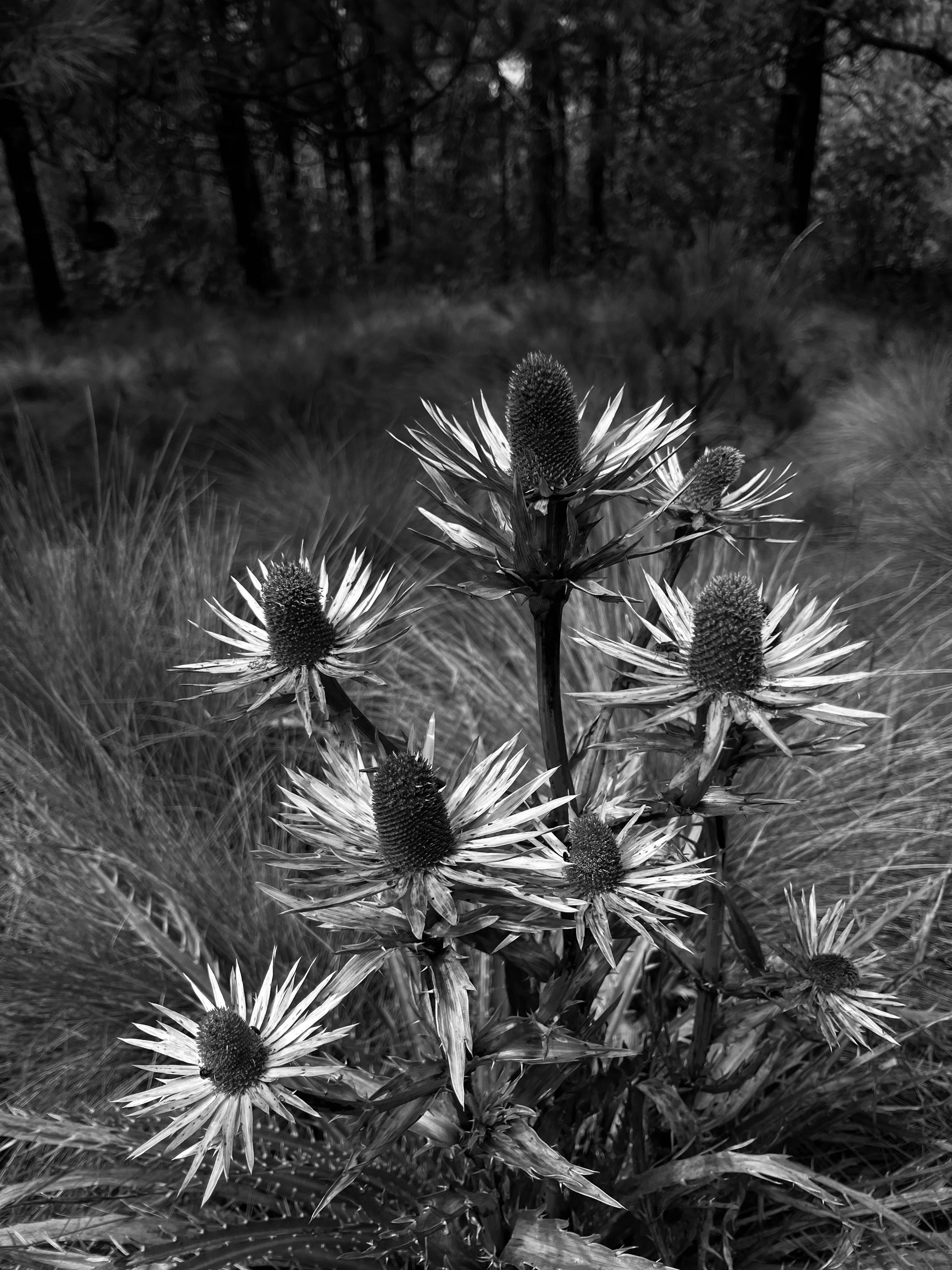 WeekendRun.Ed31 – Desierto