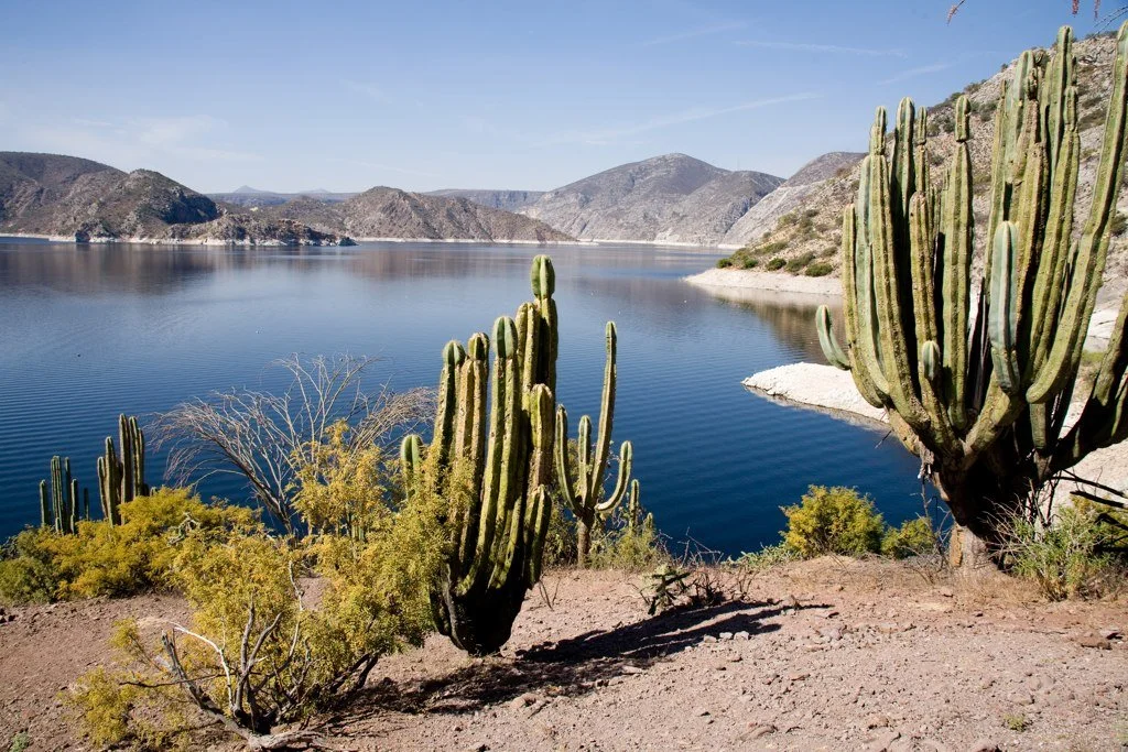 Desert landscape with cacti near a calm lake, mountains in the background, clear blue sky.