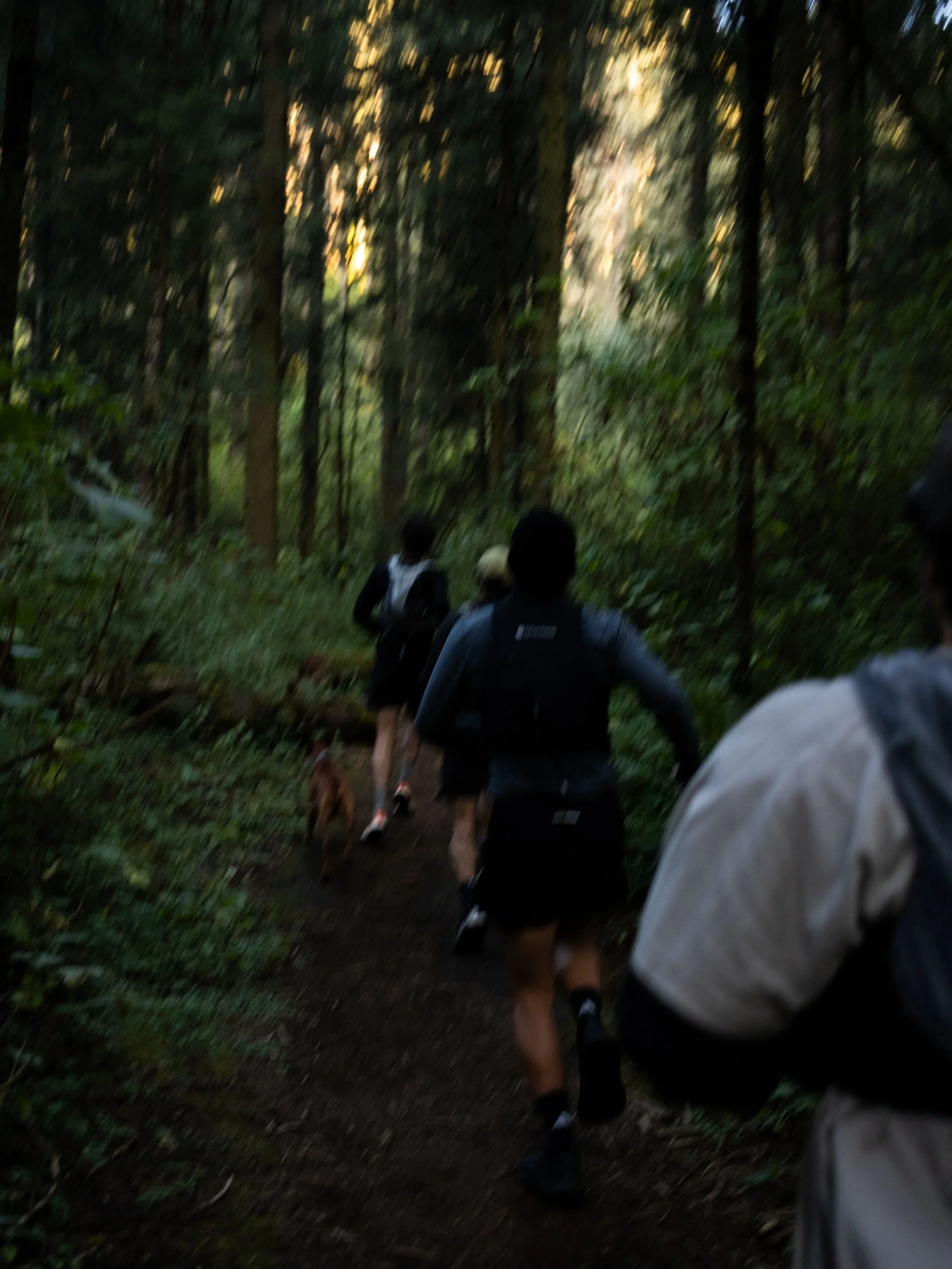 Personas haciendo trail running en un bosque con árboles altos y caminos estrechos, acompañadas de un perro.