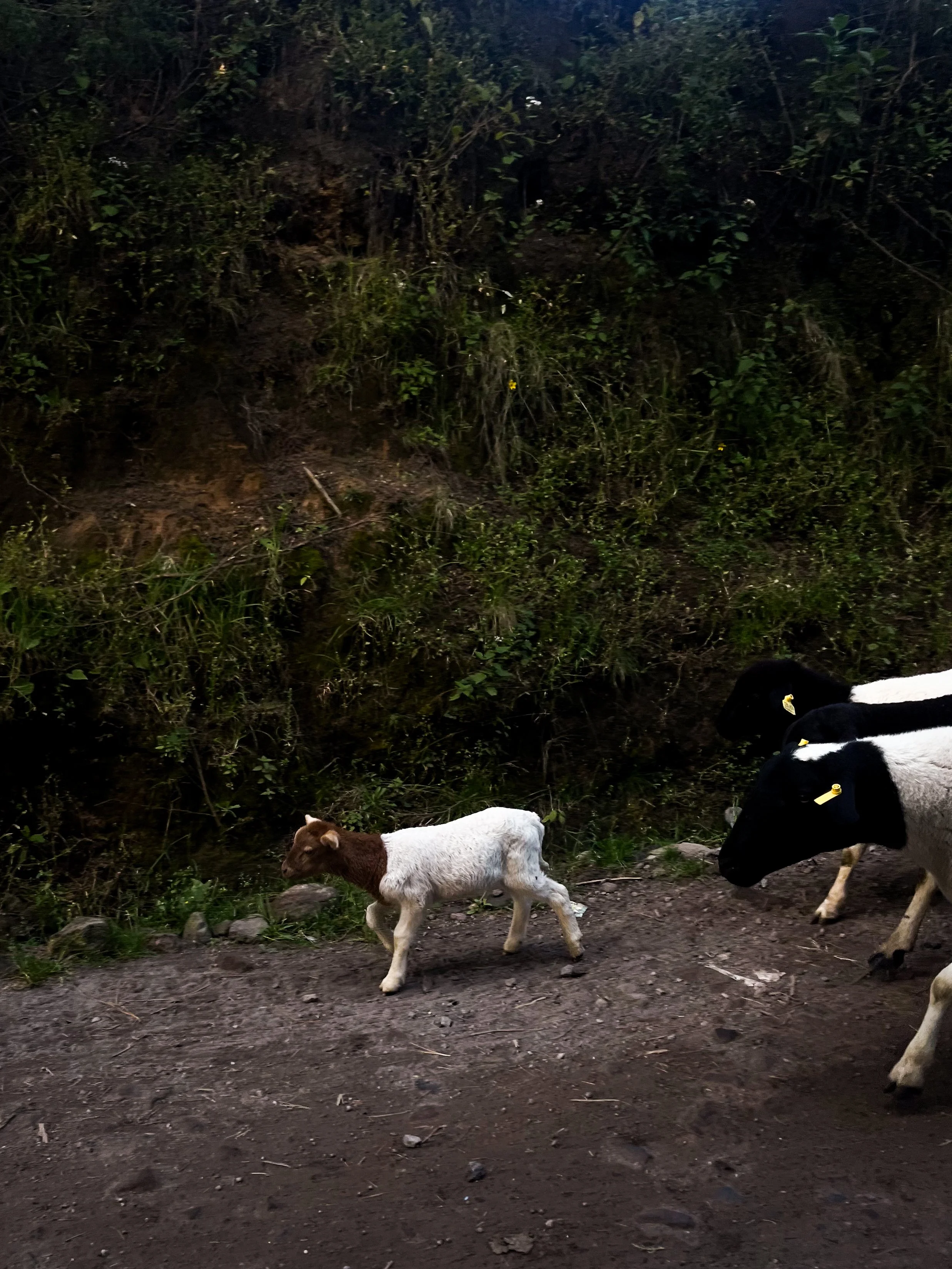A young brown and white calf walking on a dirt path with two black and white cows beside it, against a background of greenery and bushes.