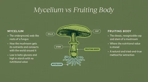 fruiting-body-vs-mycelium-mushroom_480x480.webp