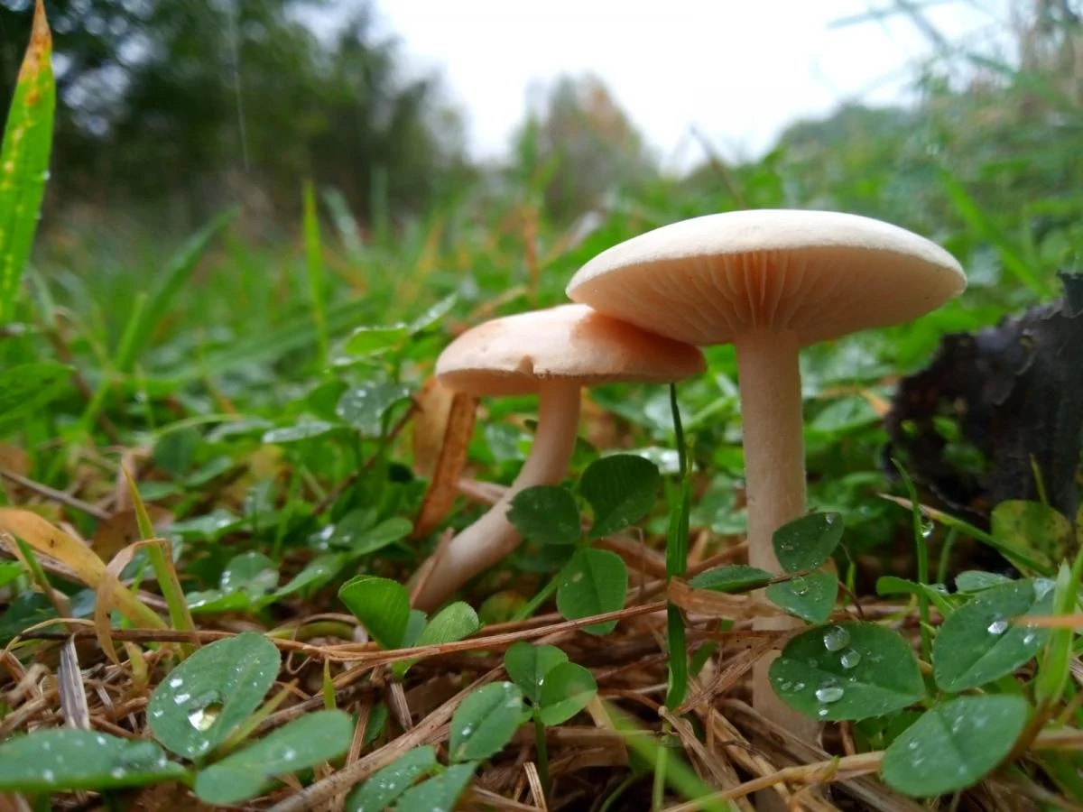 Common fieldcap mushroom.jpeg