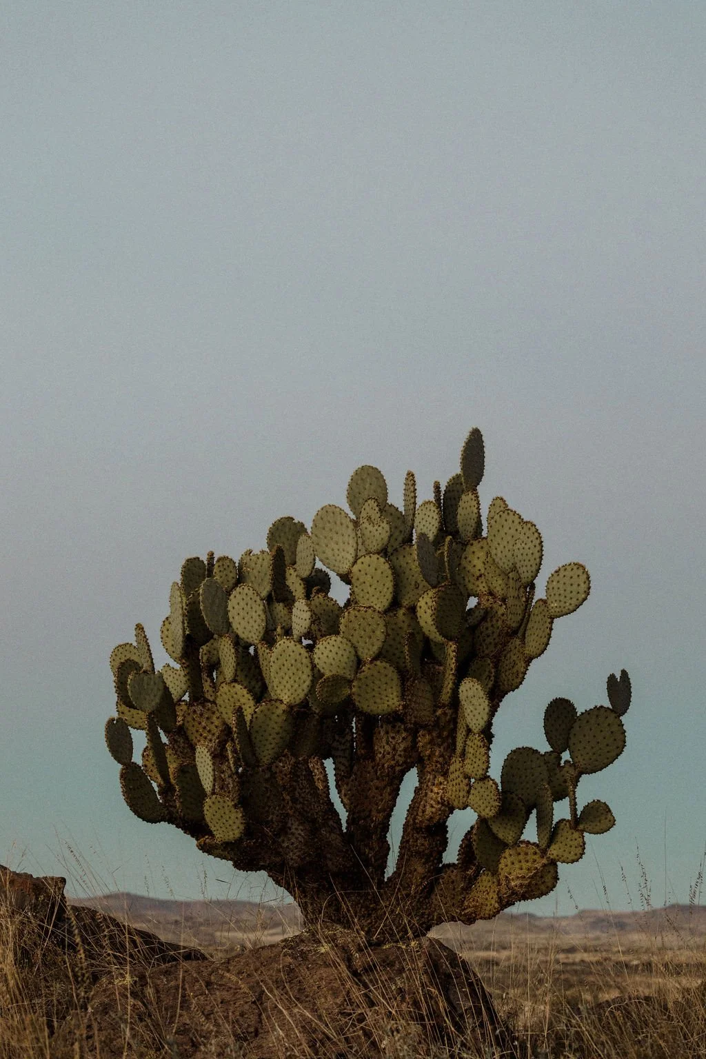 A large cactus with numerous paddle-shaped pads growing in a desert landscape, with dry grasses and distant hills under a pale sky.