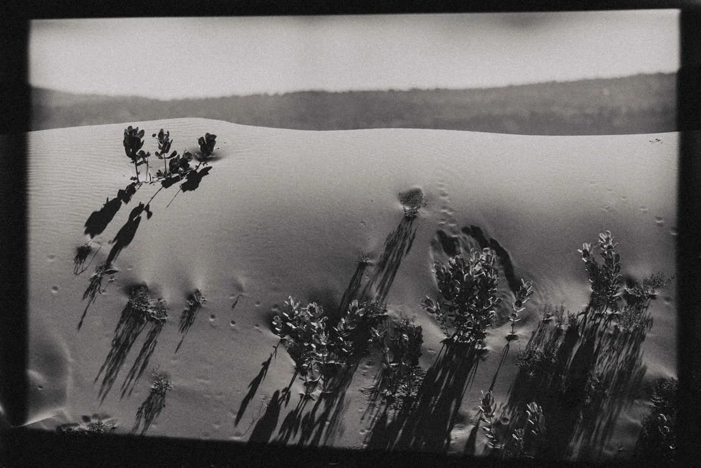 Black and white photograph of desert sand dunes with sparse vegetation, including small plants and shadows cast by the plants, with a distant horizon and hills in the background.