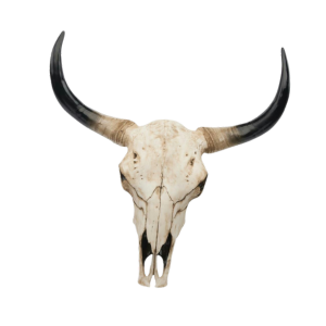 A cow skull with long, curved horns.