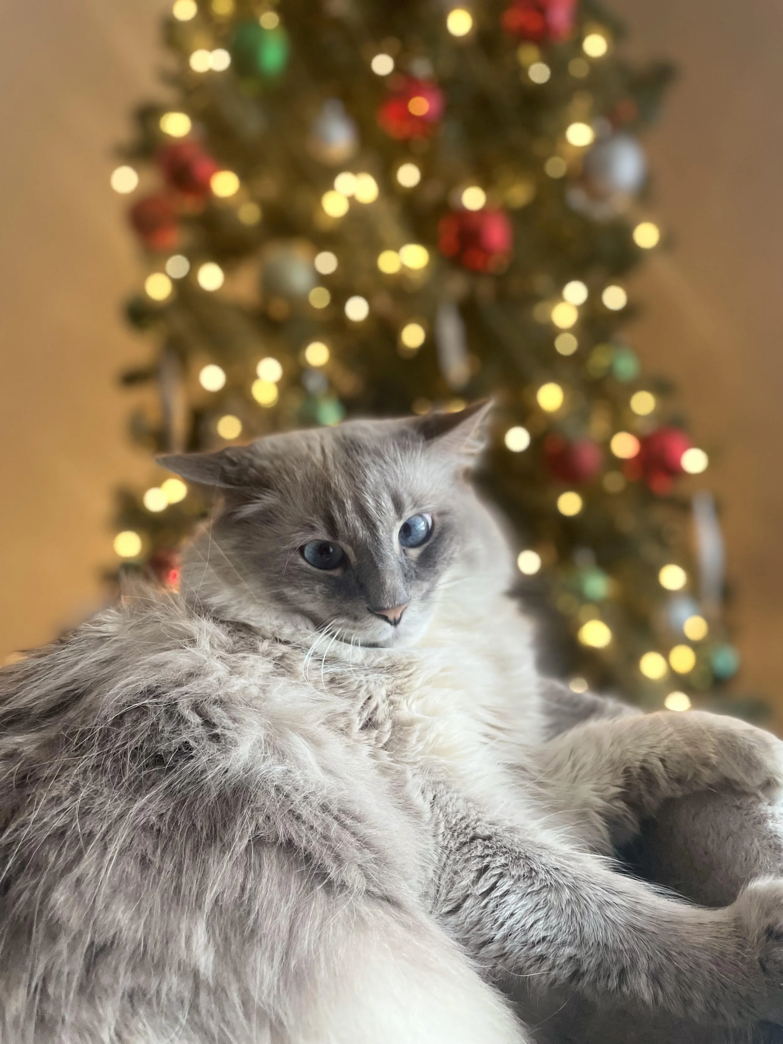A fluffy gray cat with blue eyes sitting in front of a decorated Christmas tree with colorful ornaments and lights.