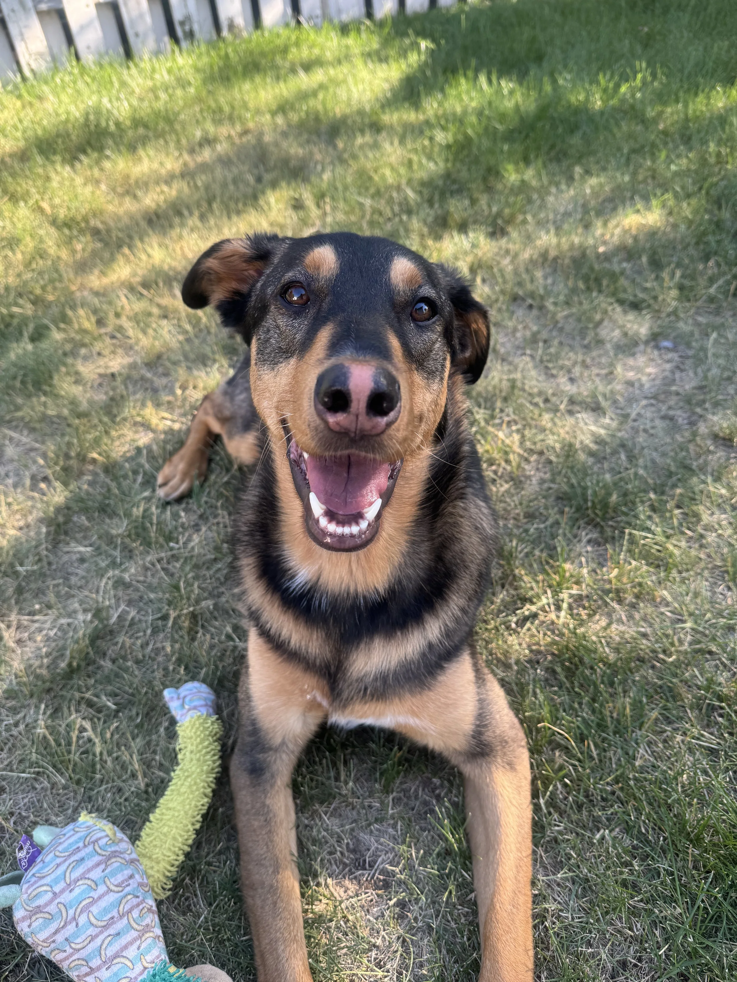 Happy dog sitting on grass in a backyard with a toy nearby.