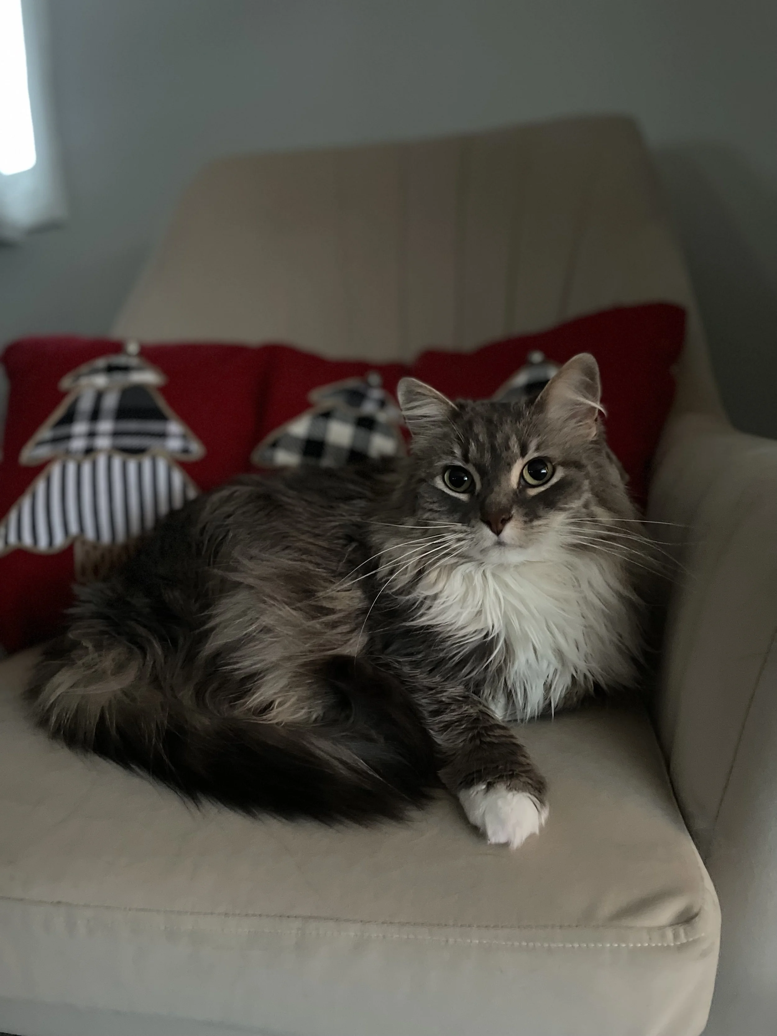 A long-haired gray and white cat lying on a beige armchair. Behind the cat are holiday-themed pillows with Christmas tree designs and a red pillow, with a window partially visible on the left.