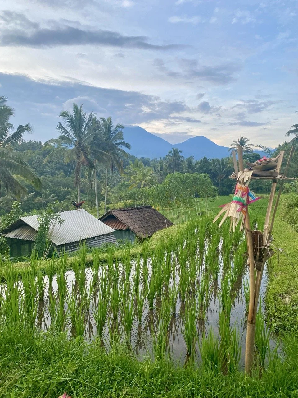 Niente Bali