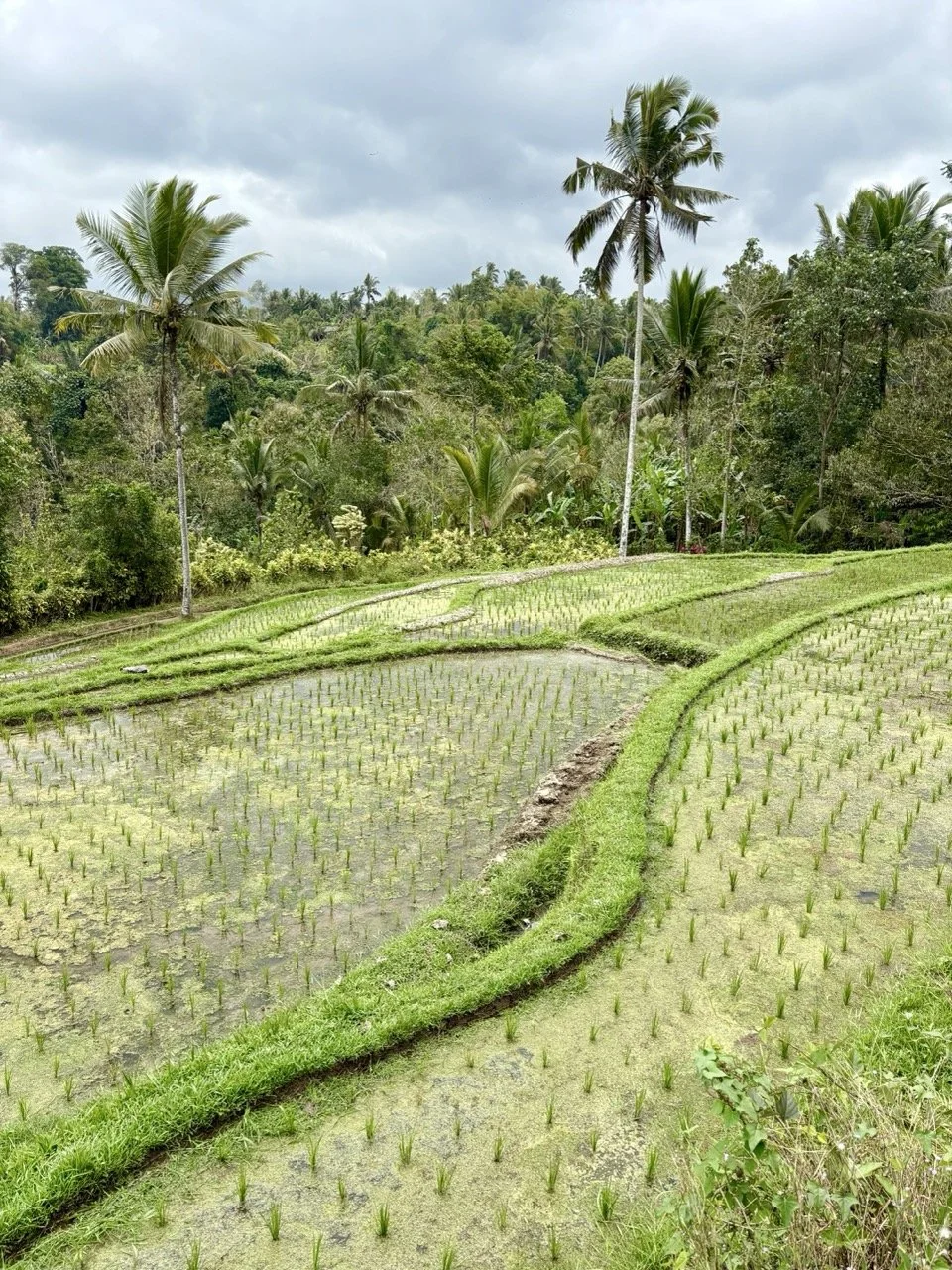 Niente Bali