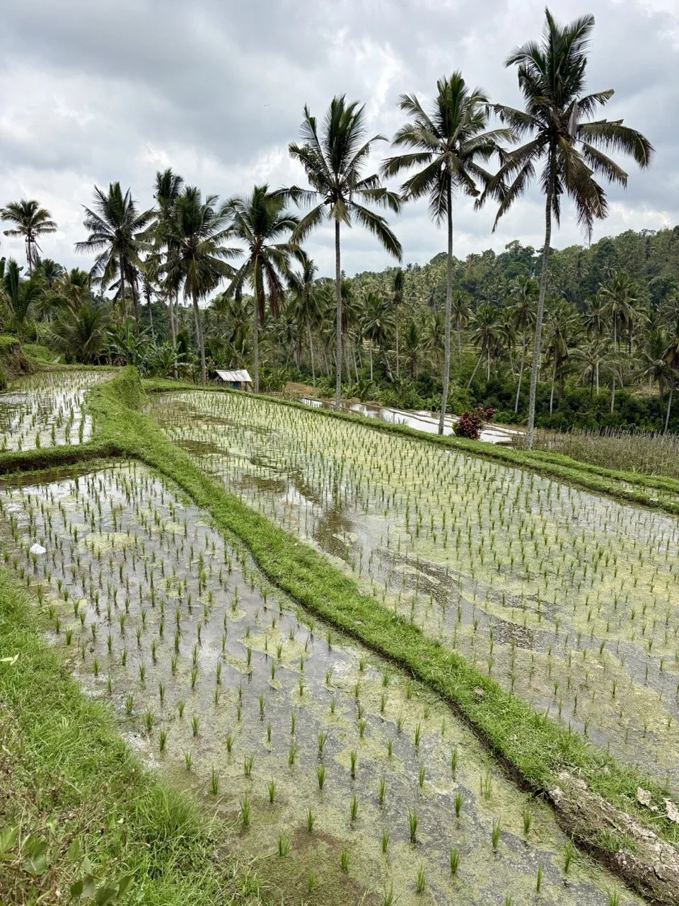 Niente Bali