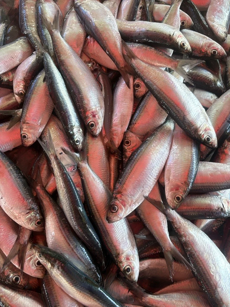 kedonganan-fish-market-04.jpeg