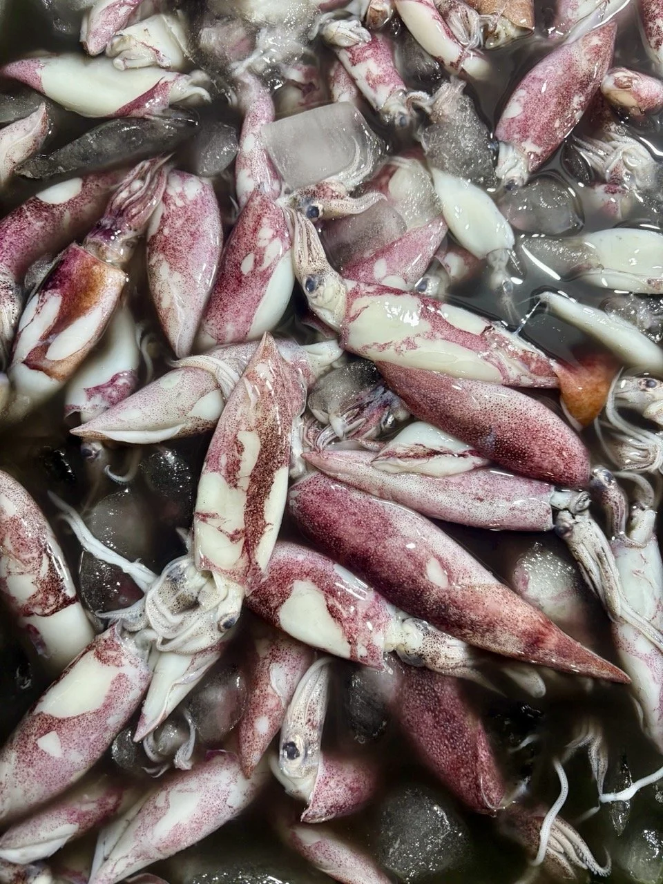 kedonganan-fish-market-08.jpeg