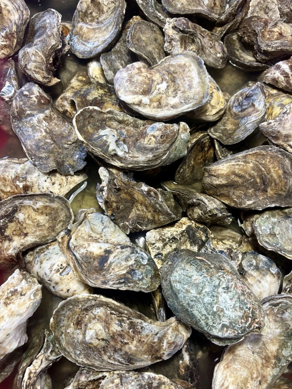 kedonganan-fish-market-93.jpeg