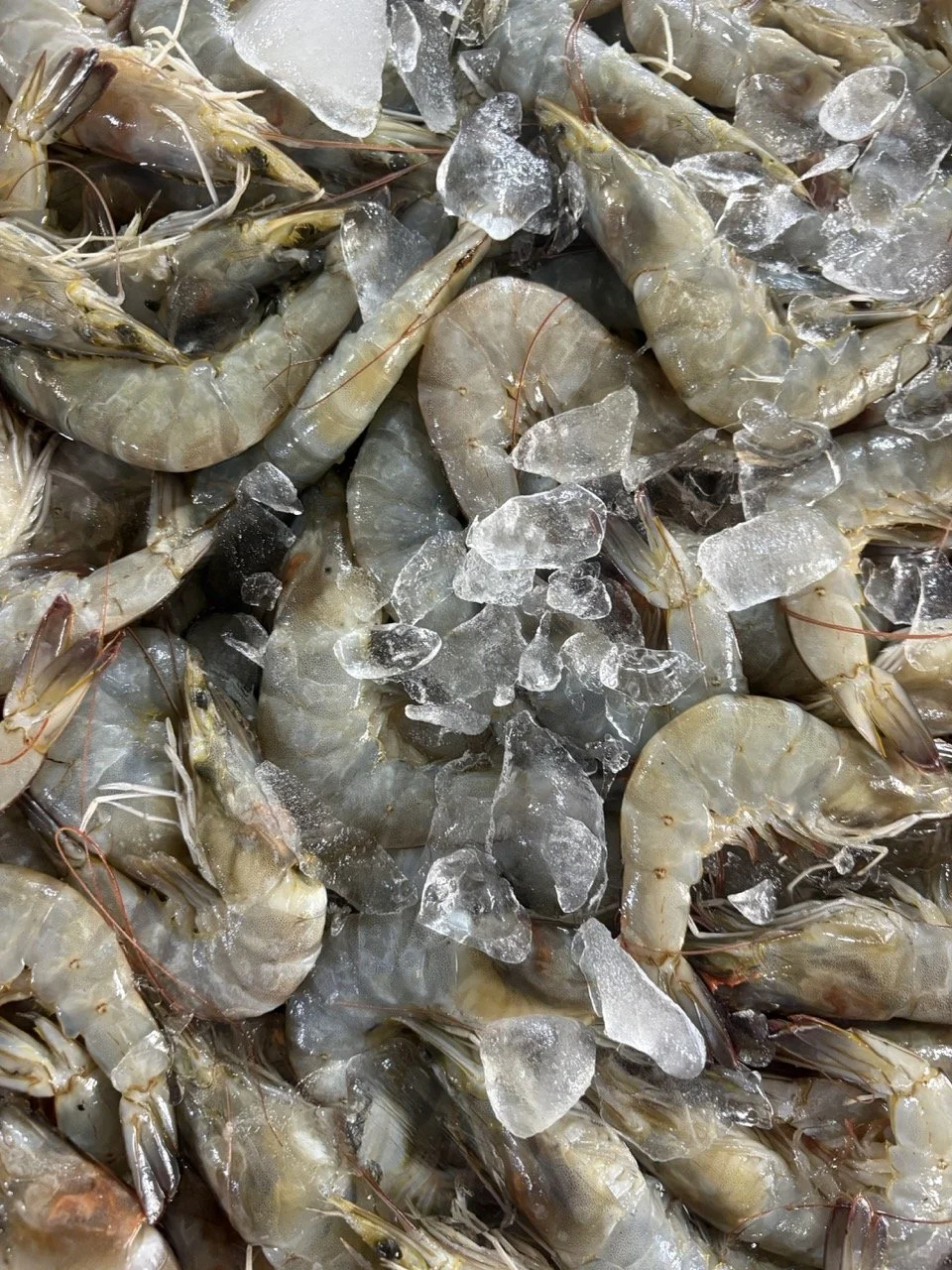 kedonganan-fish-market-94.jpeg