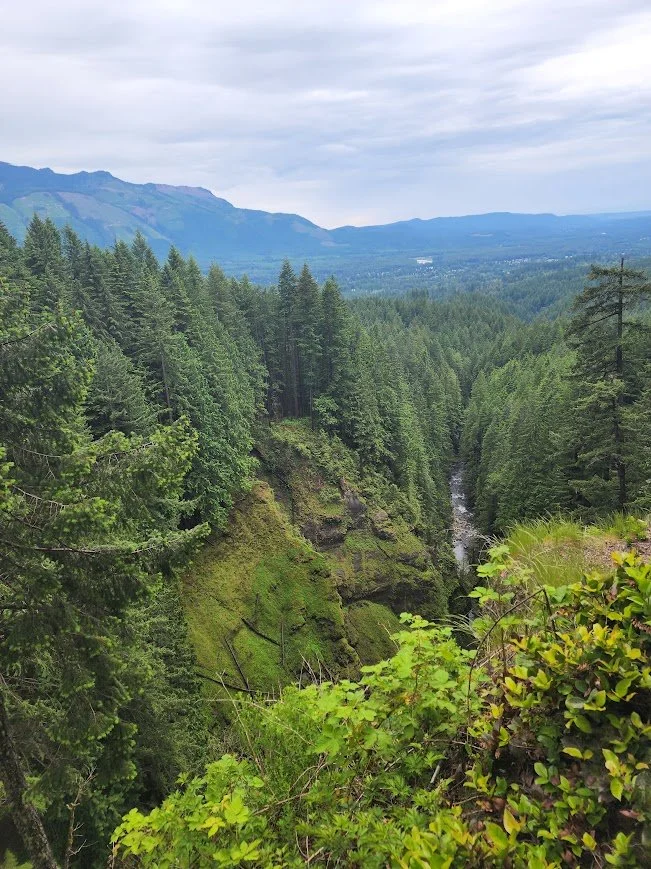 Dense green forest with tall pine trees, a small waterfall, and mountains in the background under a cloudy sky. Washington State.