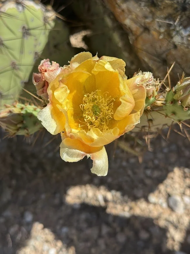 Close-up of a blooming yellow cactus flower with spines and cactus pads in the background.