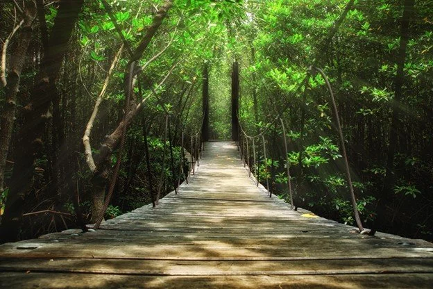 Wooden suspension bridge in a lush green forest.