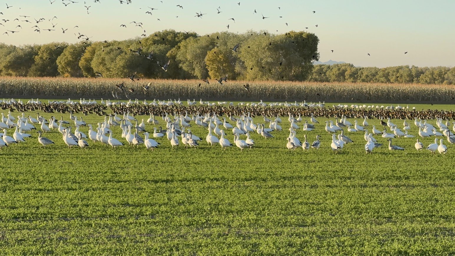A large flock of ducks and birds gathered in a green field, with some flying in the sky and others gathered near trees in the background. Cibola National Wildlife Refuge, Cibola, Arizona.