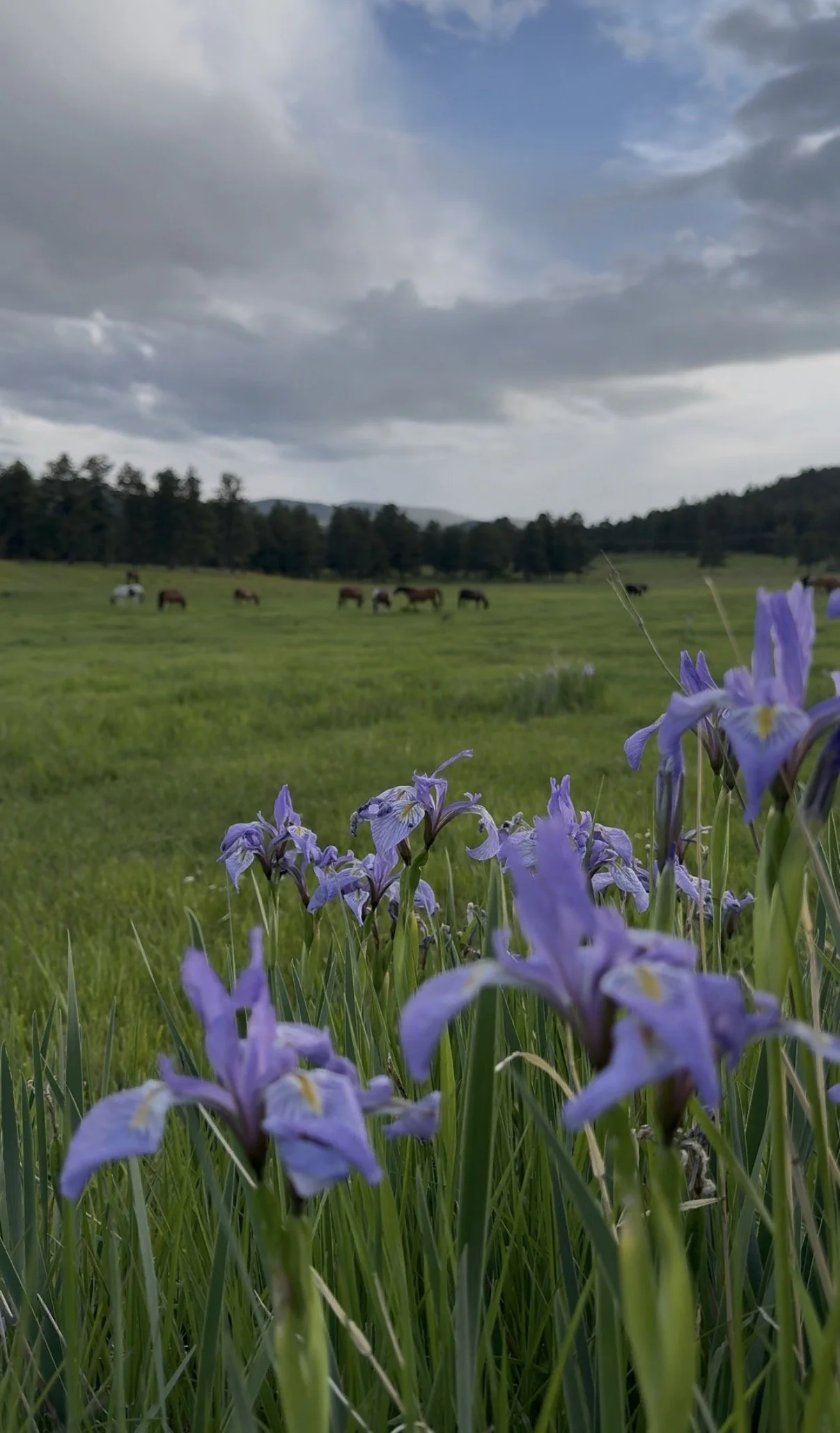 The Cost of Horse Ownership in 2026: Part 1 — Annual Expenses