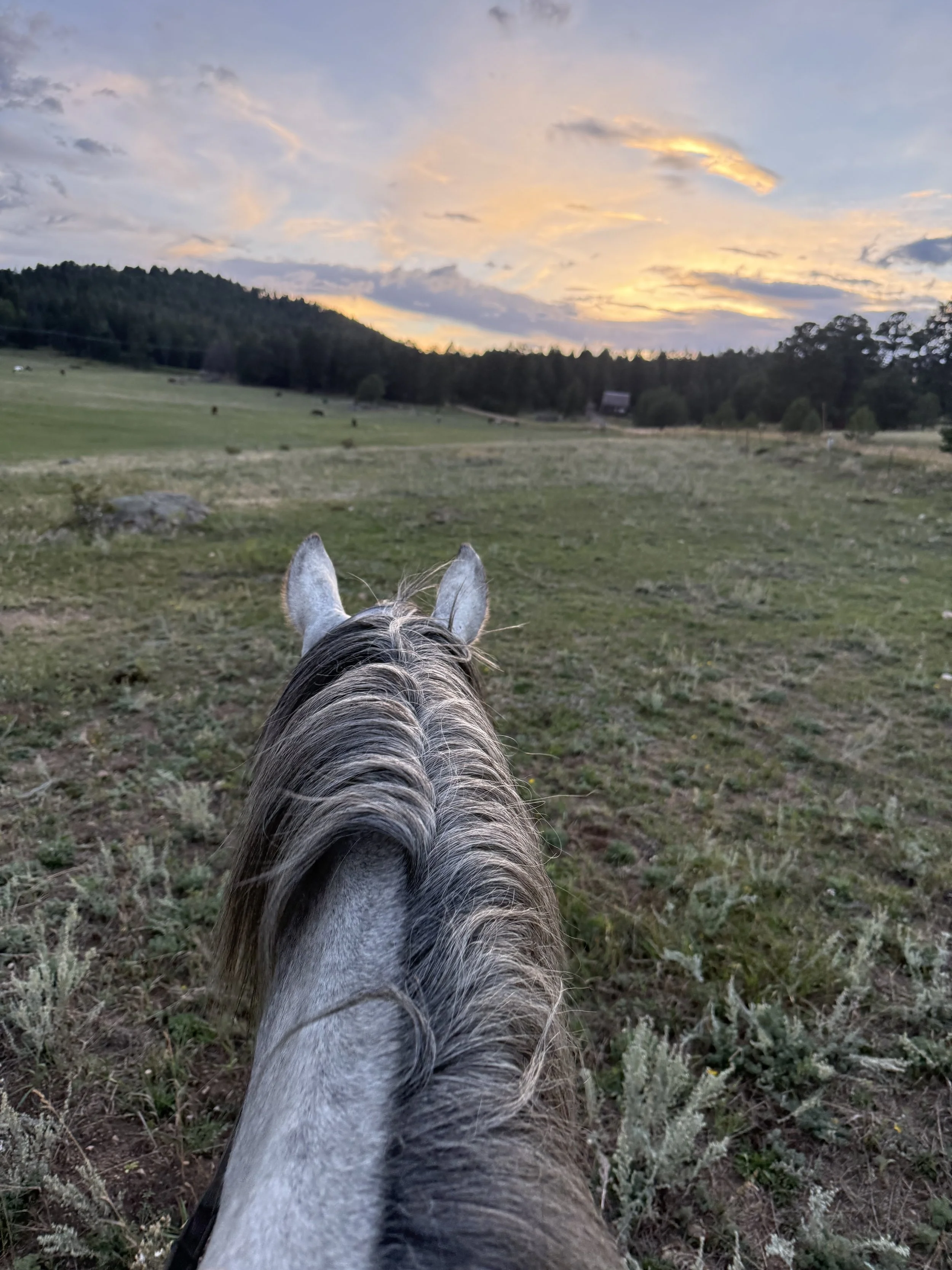 The Cost of Horse Ownership in 2026: Part 2 — Purchasing or Leasing a Horse