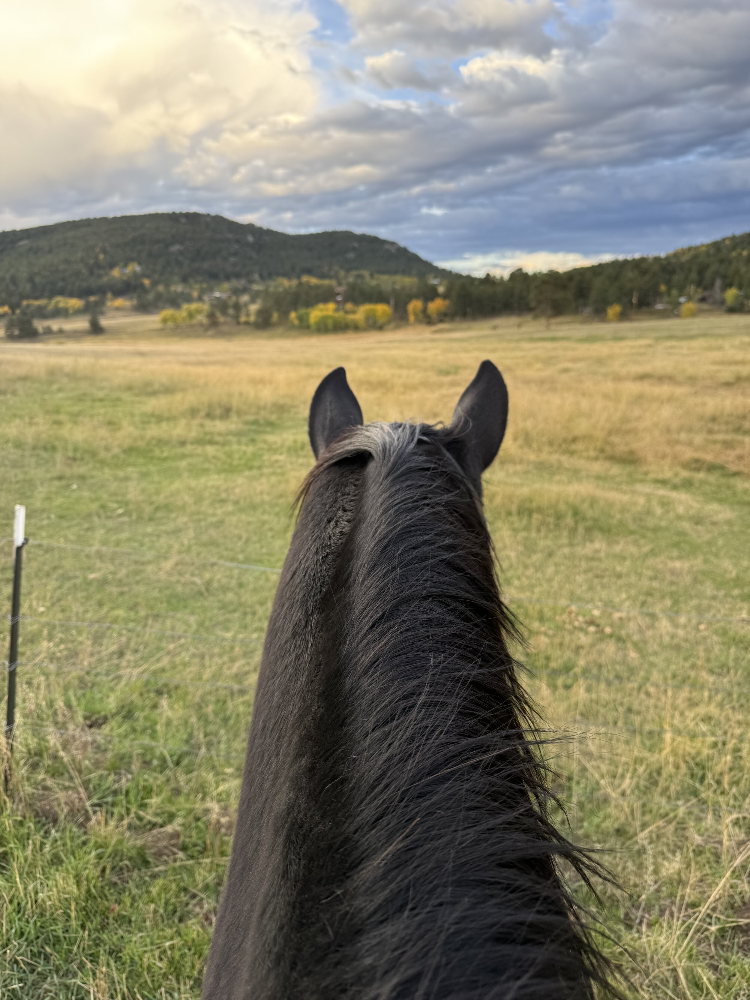 A horse's head from behind, looking out over a grassy field with hills and trees in the distance under a cloudy sky.