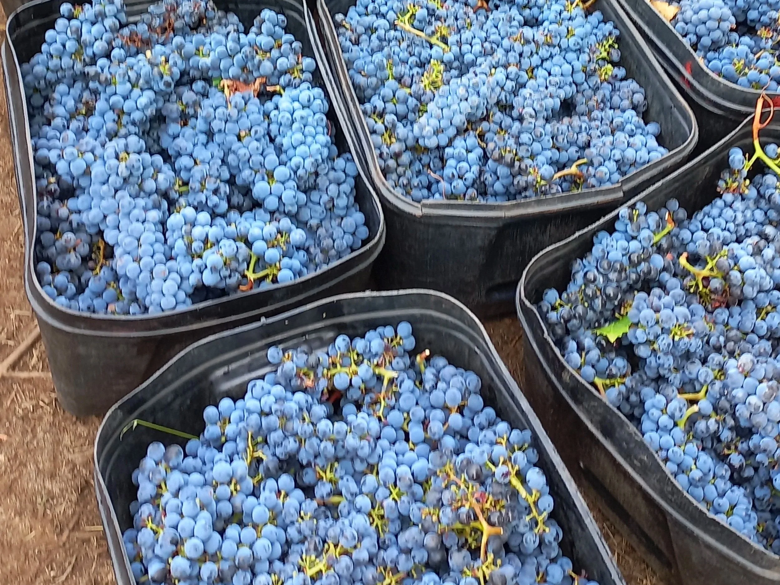 Black plastic containers filled with freshly harvested dark purple grapes on the ground.