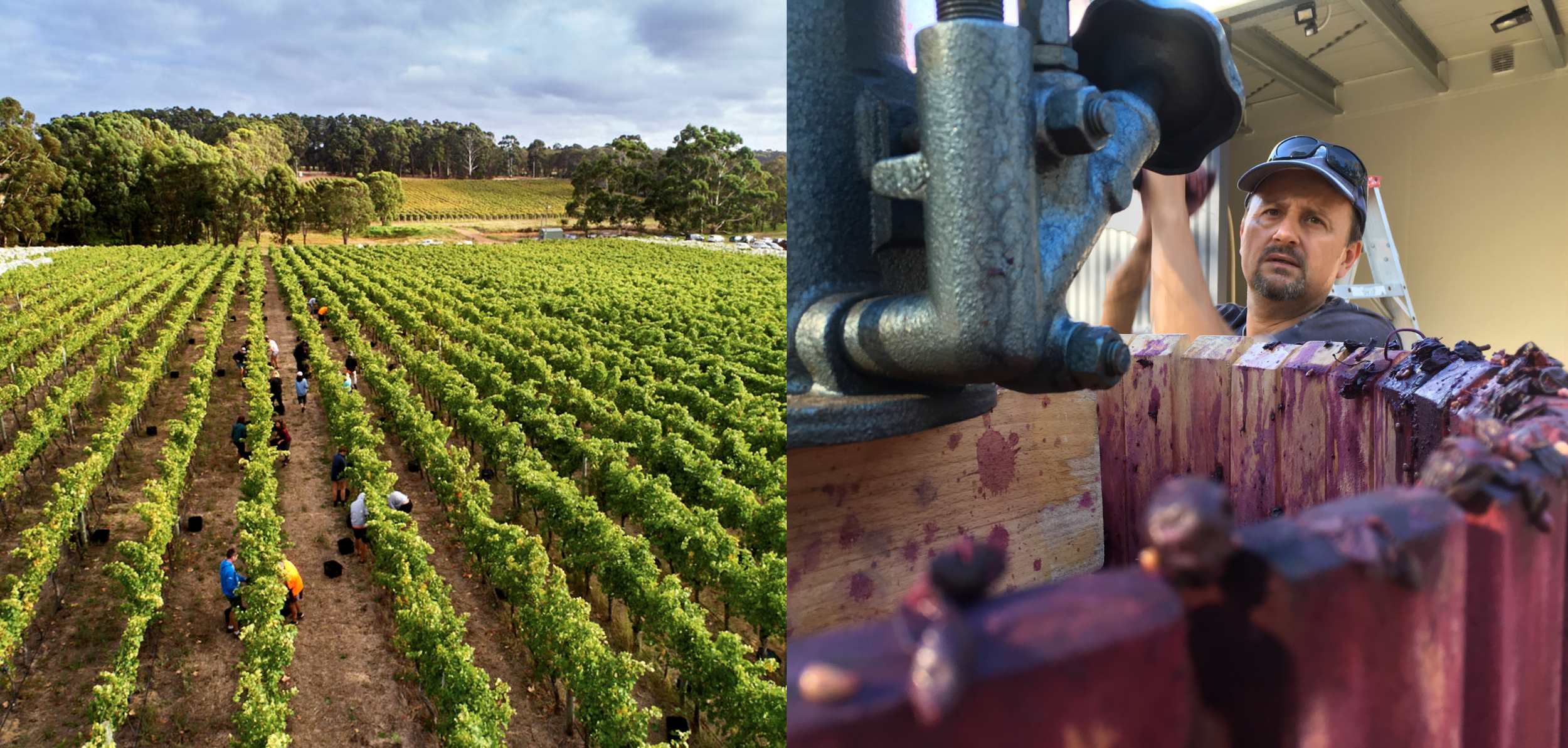 One image (on the left) shows a vineyard being harvested by hand, while the other image (on the right) shows a winemaker using a basket press.