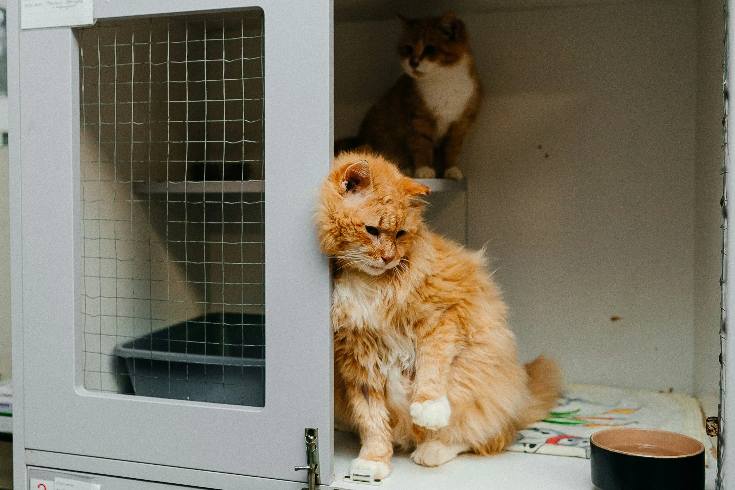 FELINES OF CHICAGO