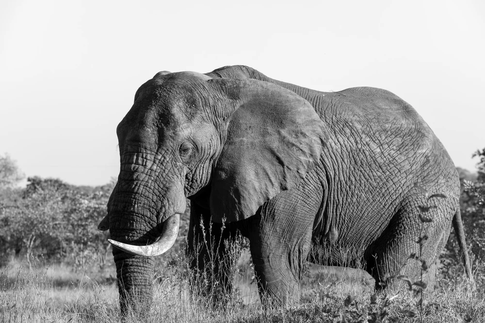 Elefant in Schwarz-Weiß