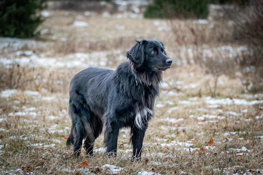 Schwarzer Hund im Schnee