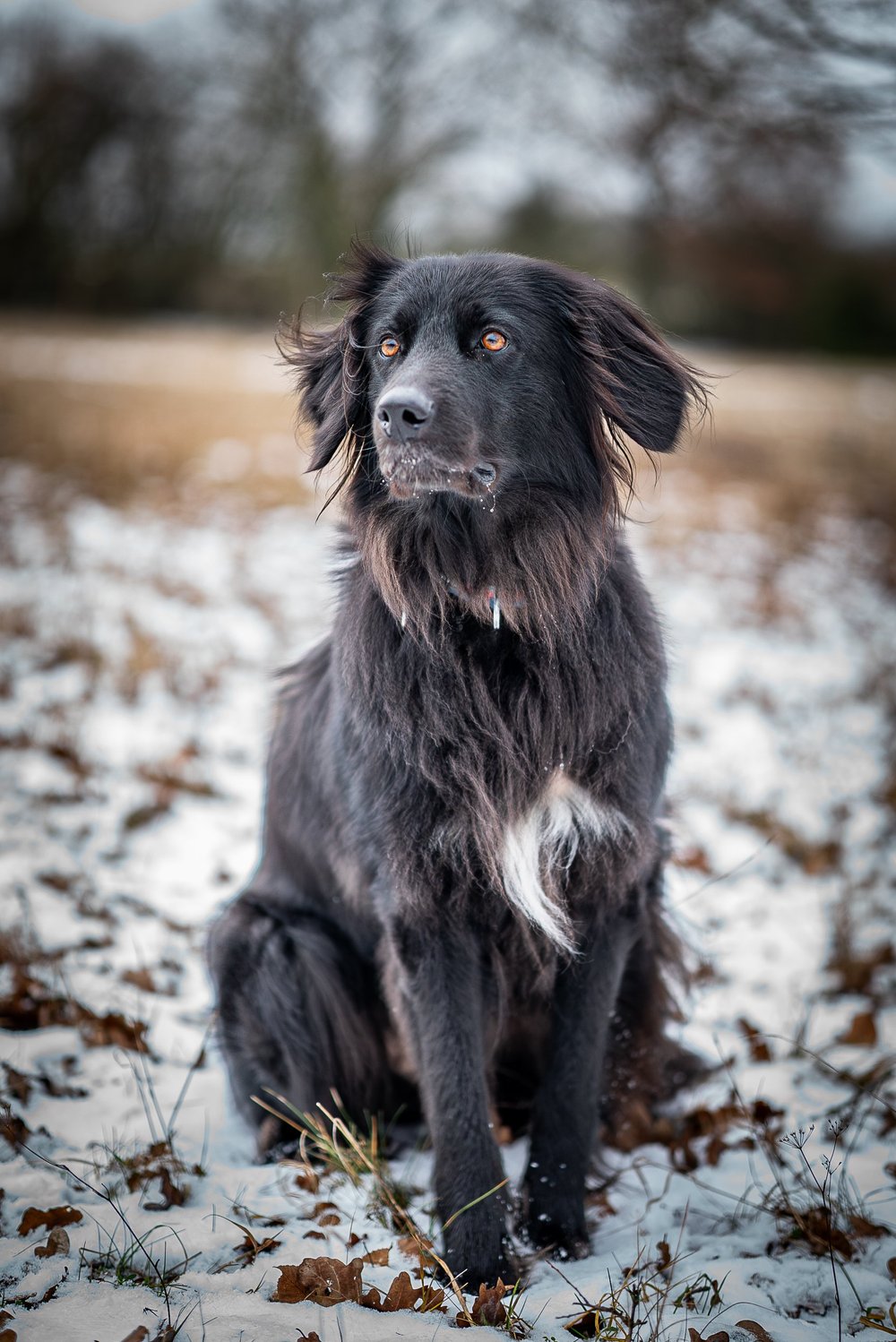 Hund sitzt im Schnee