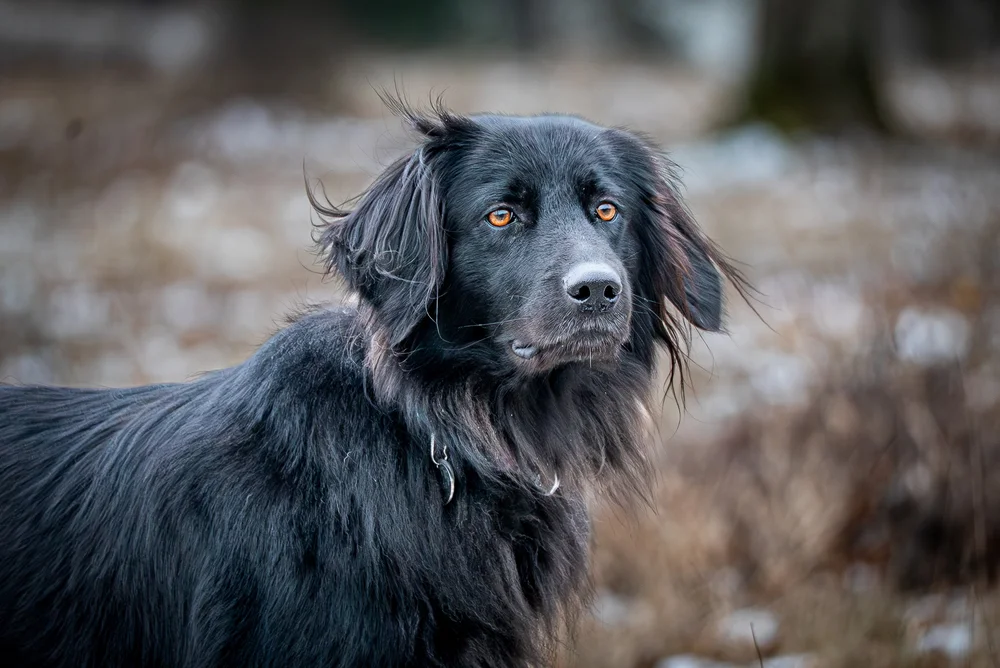 Porträt eines schwarzen Hundes