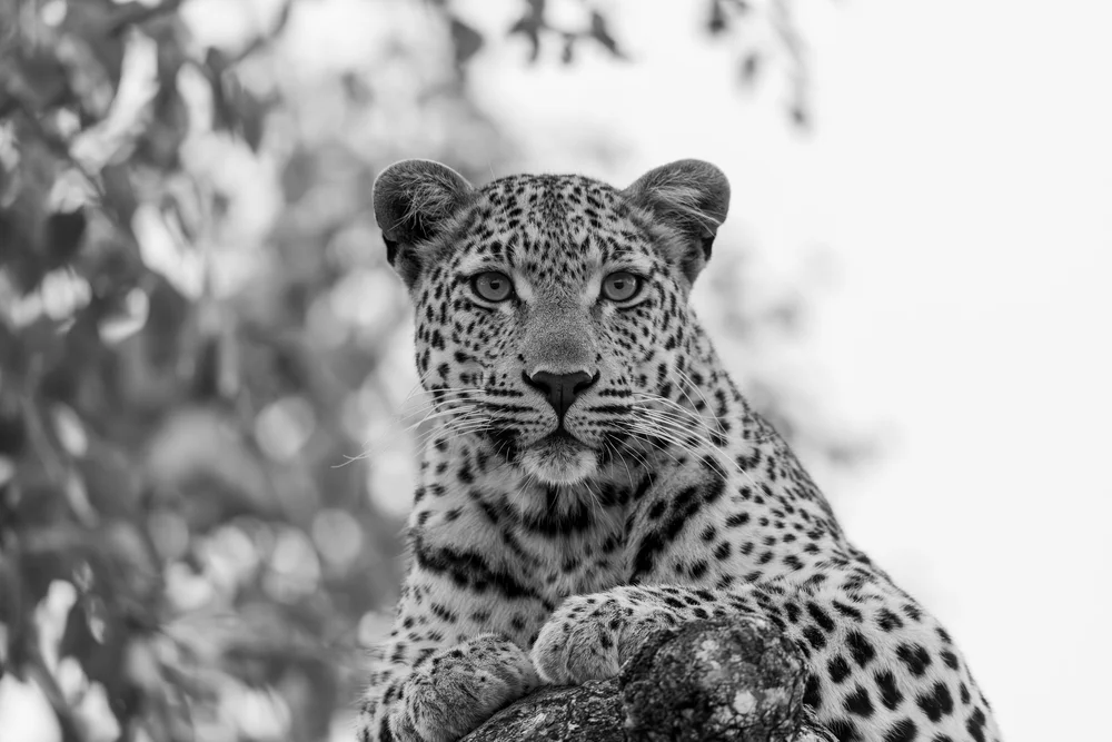 Leopard in Schwarz-Weiß
