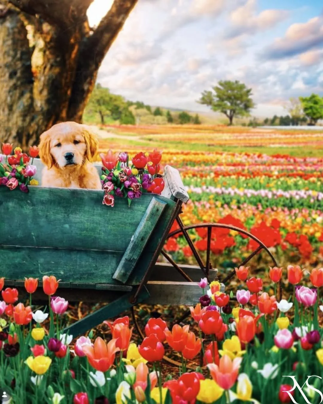 Blooming into Easter like a fluffy little ray of sunshine. 
Tulips loaded, puppy approved. 🌷🐾✨

Happy Easter! 🐰

#StudioRYS #Architecture #HospitalityDesign #InteriorDesign #DesignInspiration  #NewBeginnings #HappyEaster #HelloSpring #KJP