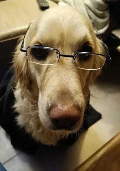 Un chien golden retriever portant des lunettes.