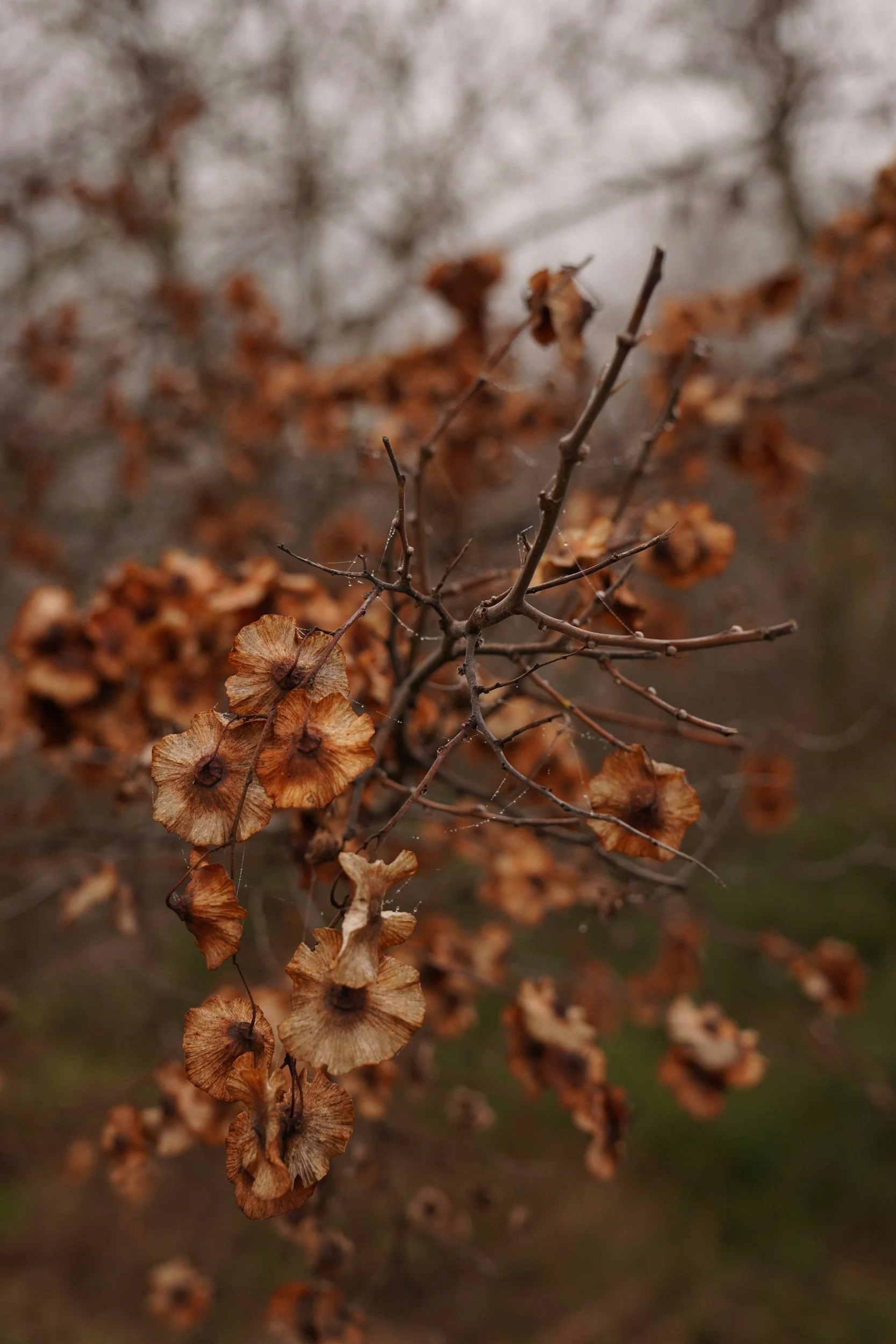 Close-up of dried, brown leaves and small branches with blurred background.