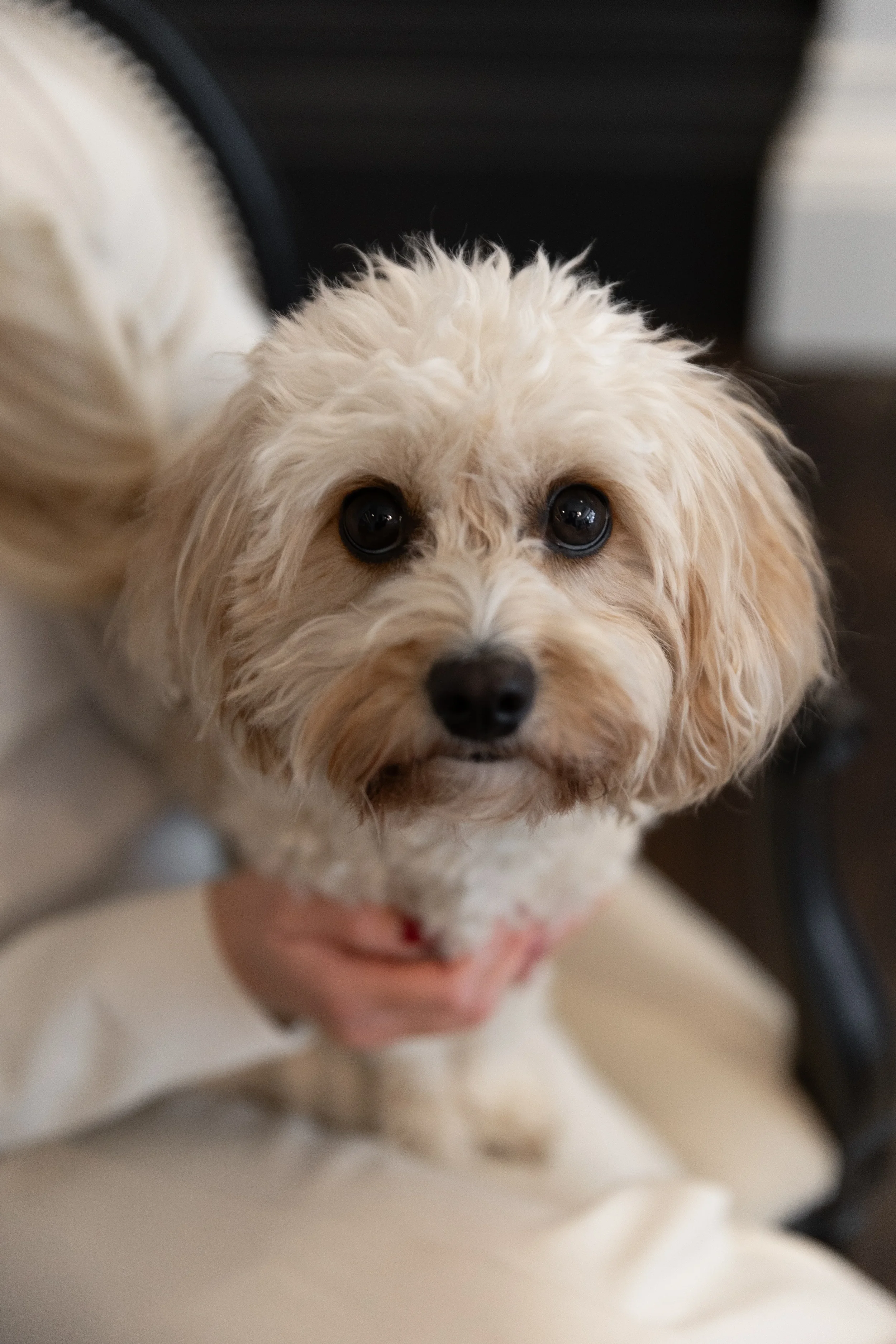 Close-up of a small, fluffy, cream-colored dog with dark eyes, lying on a surface, with a person’s hand gently holding its chest.