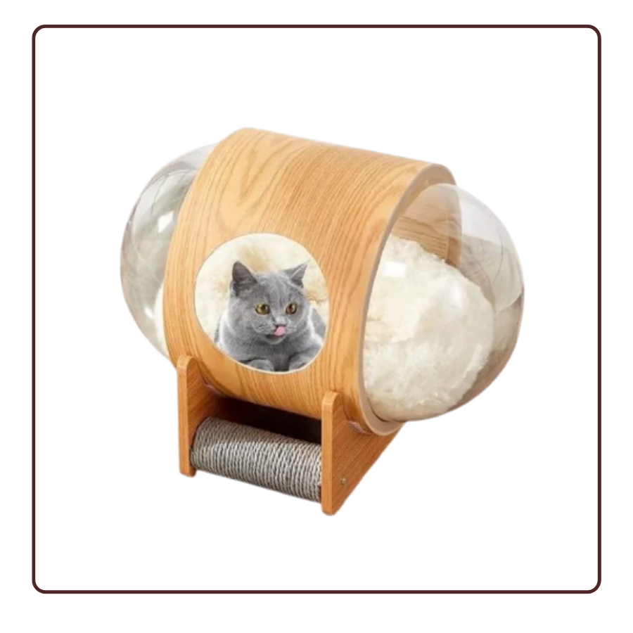 Tổ mèo trong suốt