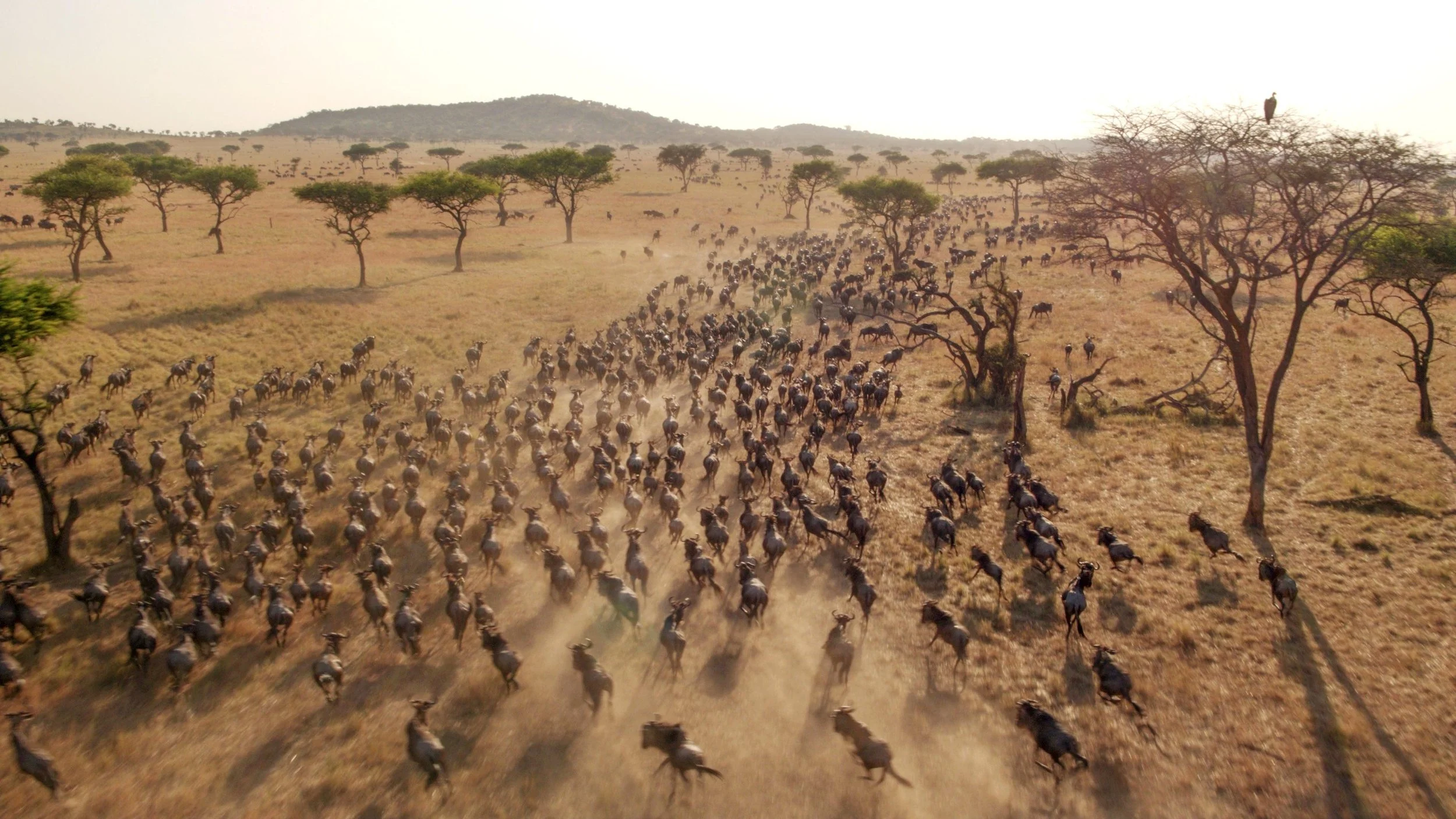A large herd of wildebeests running across a savanna landscape with scattered trees and a distant hill, dust being kicked up by their movement.