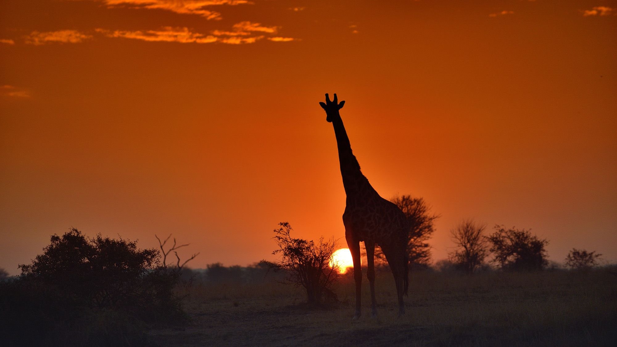 A giraffe standing on the savannah during a sunset with a vivid orange sky and scattered clouds.