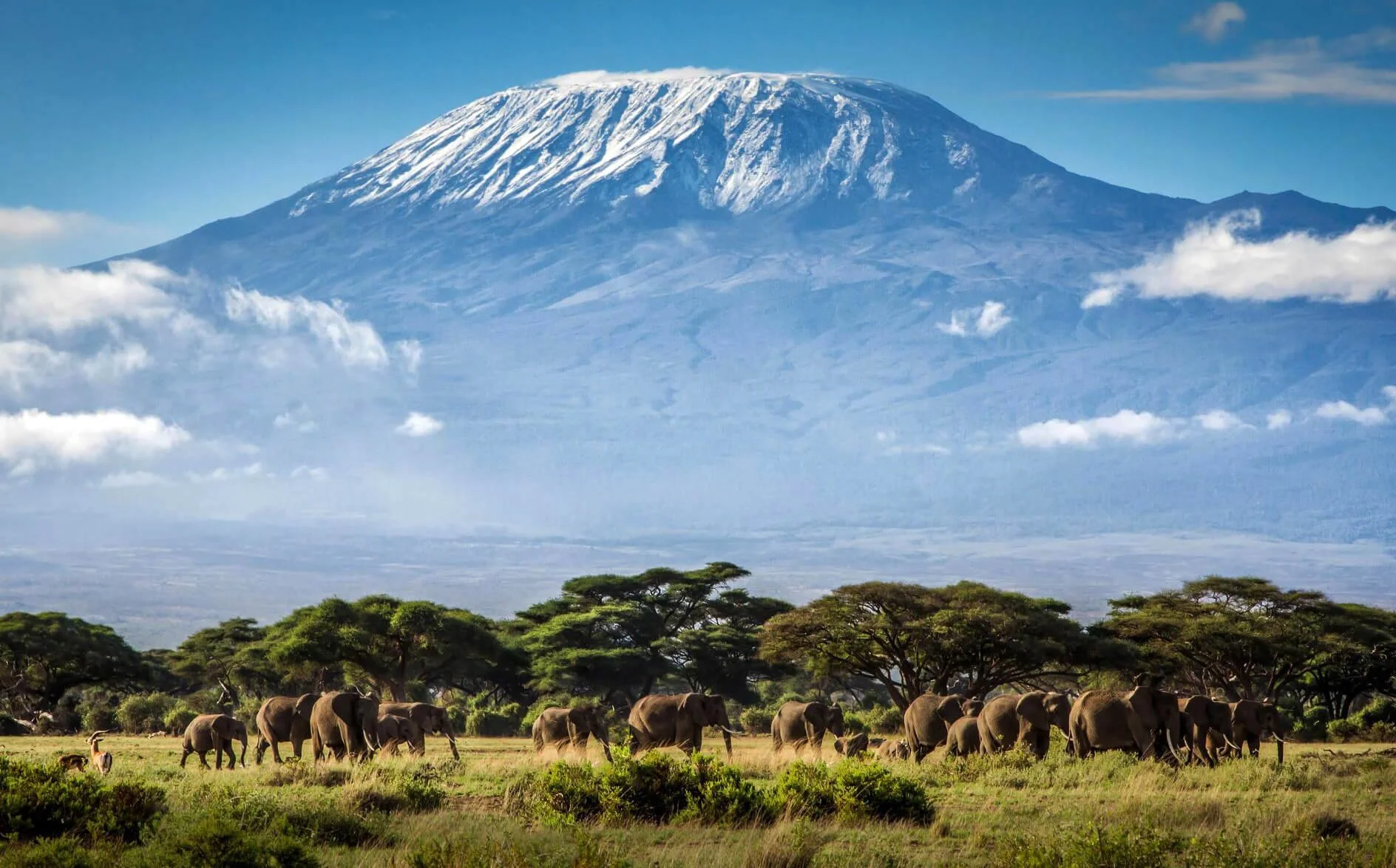 A group of elephants walking on a grassy plain with green trees, with Mount Kilimanjaro snow-capped in the background under a blue sky with scattered clouds.
