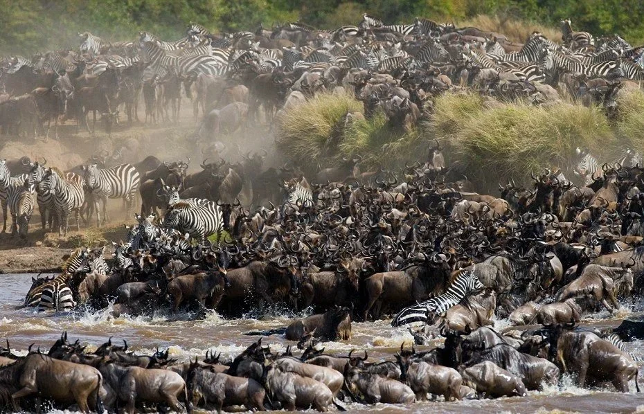 A large herd of zebras and wildebeests crossing a river during a migration.
