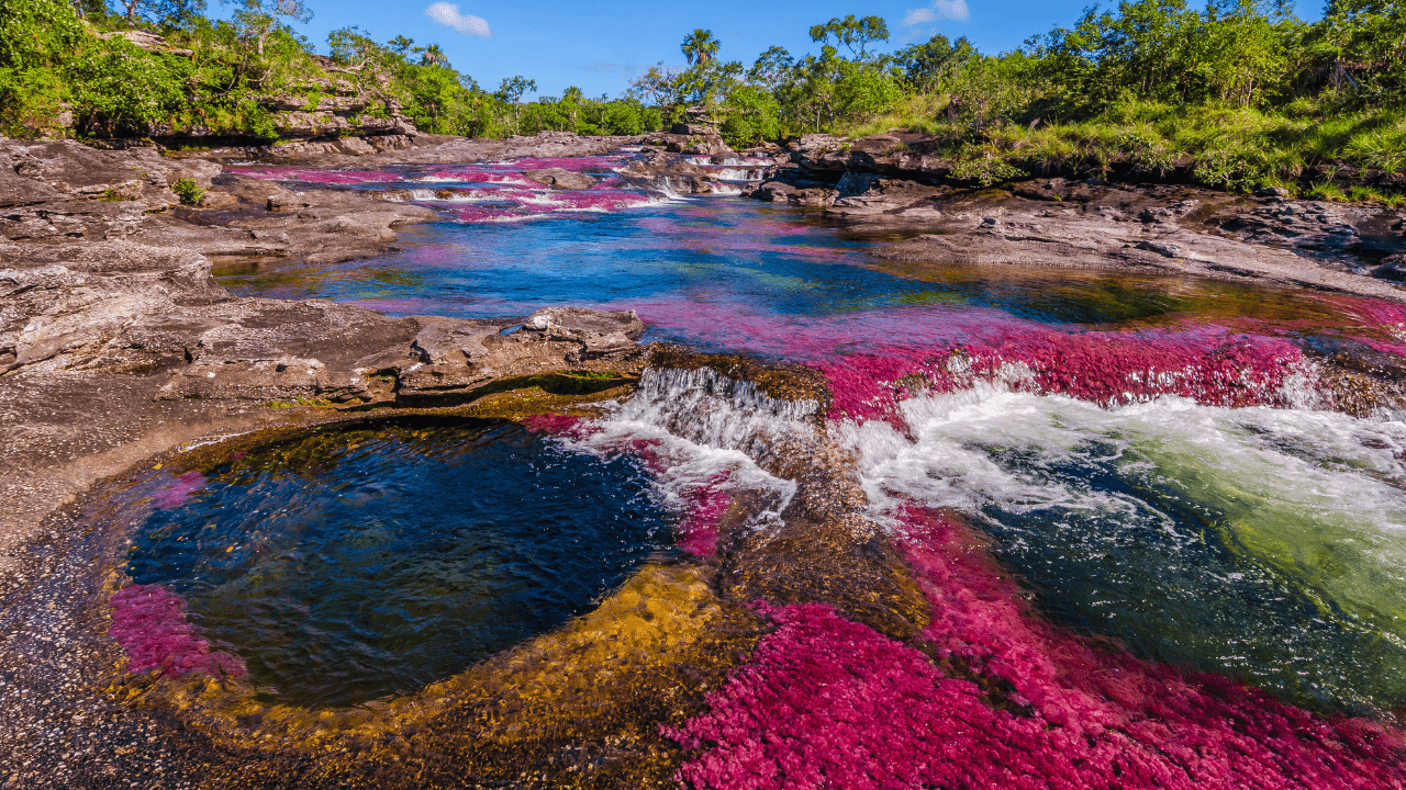 Colorful hot springs with vibrant pink, yellow, and green bacteria along the rocky riverbed, flowing through a lush green landscape under a clear blue sky.