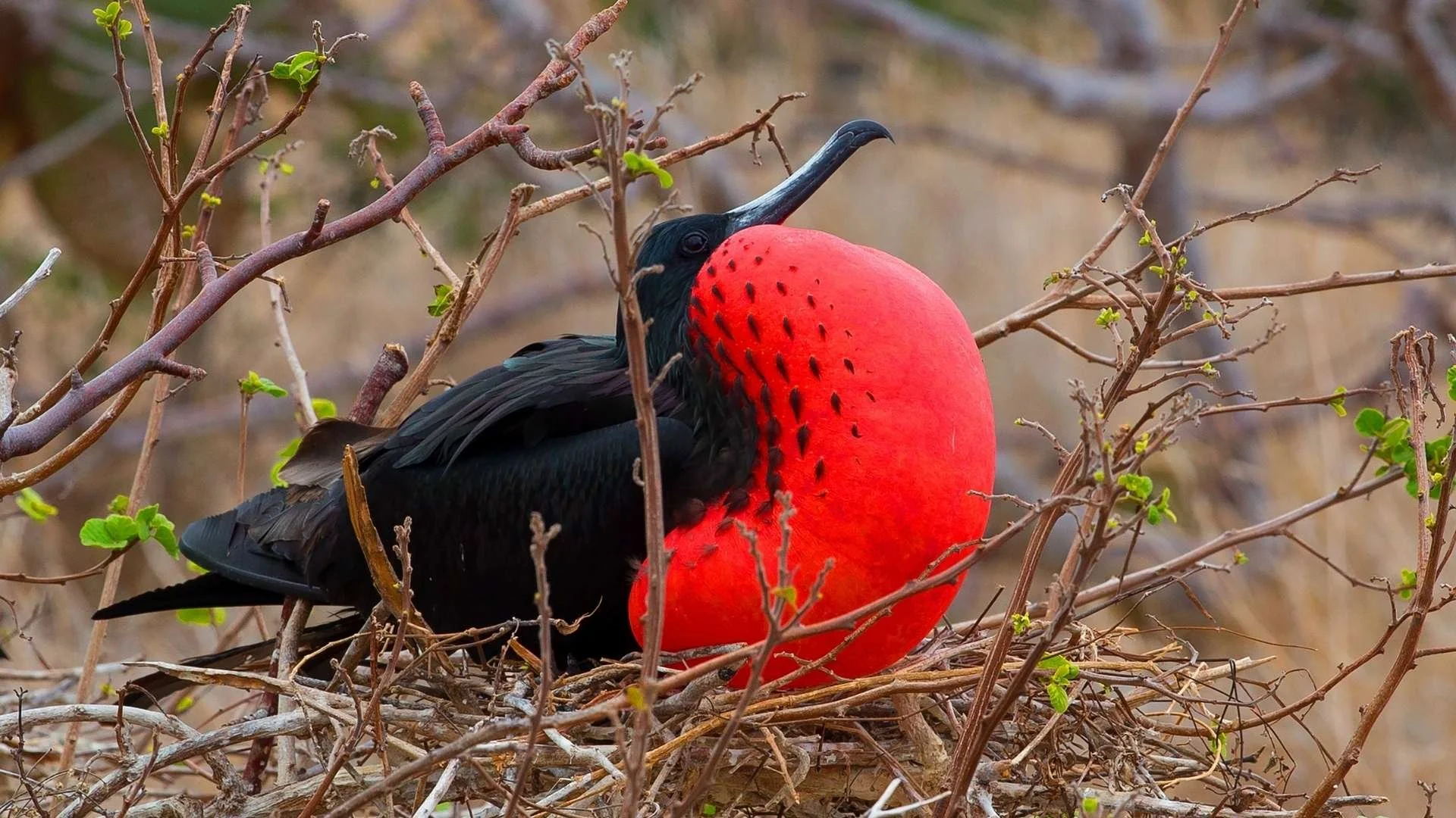 A black bird with a long, curved beak sitting on a nest of twigs and leaves, with a large, red, rounded structure resembling a balloon or abstract art piece in the background.