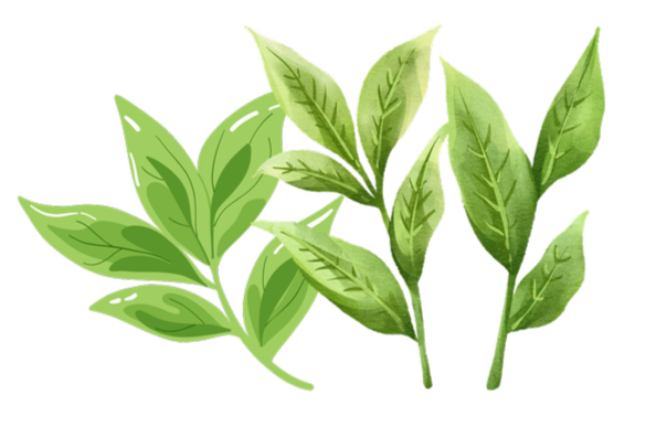 Illustration of green tea leaves.