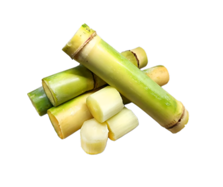 Fresh sugarcane sticks with some chopped pieces displayed on a black background.