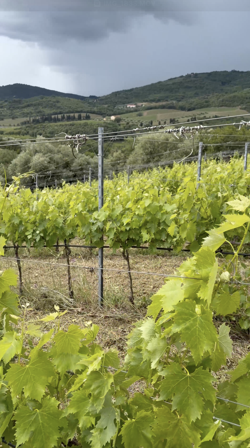 Vineyard with lush green grapevines under a cloudy sky, hilly landscape in the background