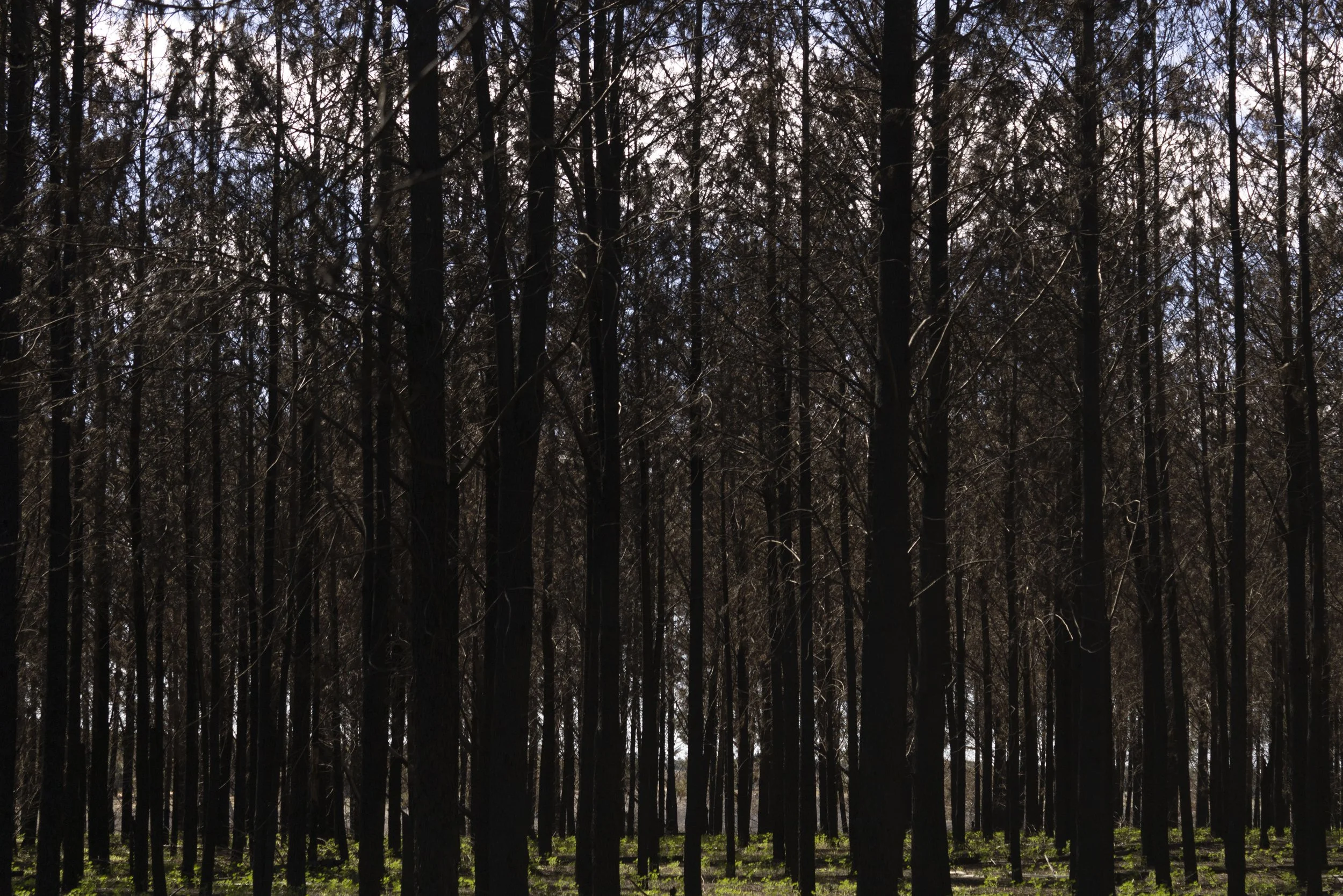 Pine Trees 2